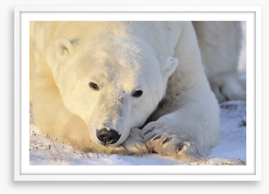 Peaceful polar bear