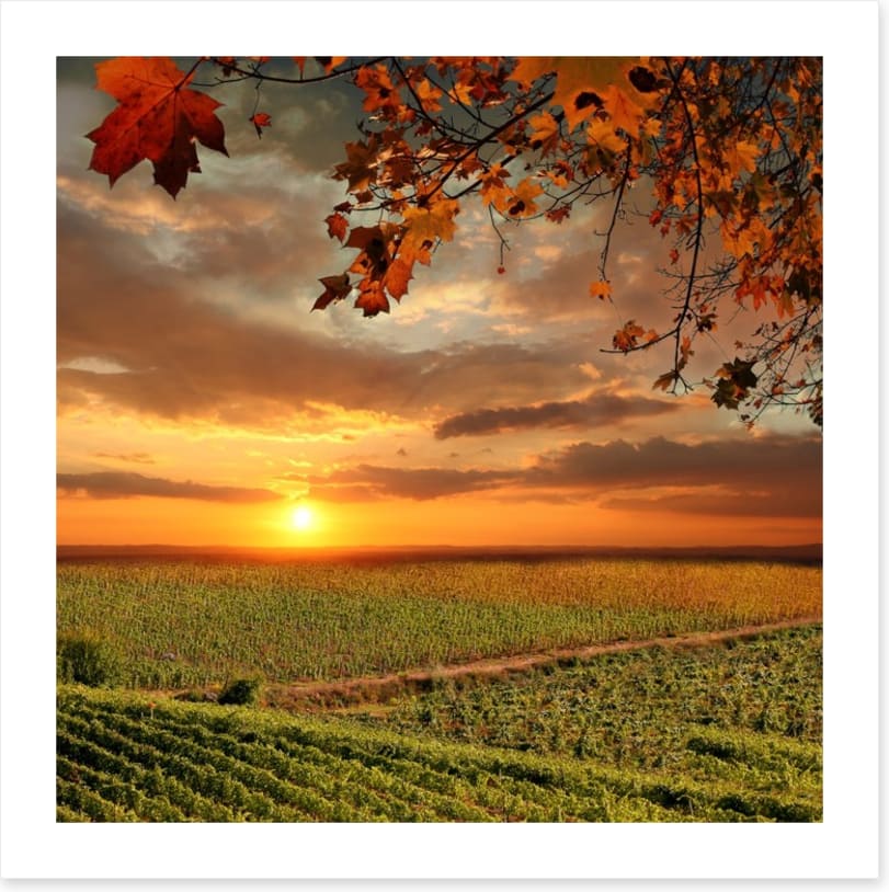 Sunset over the Chianti vines, Italy