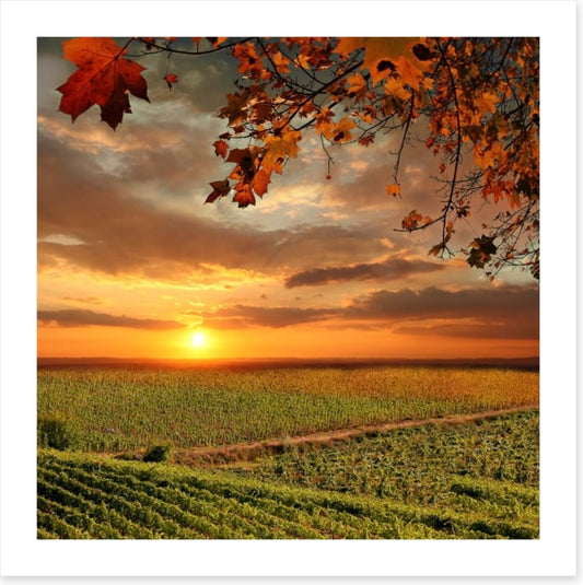 Sunset over the Chianti vines, Italy