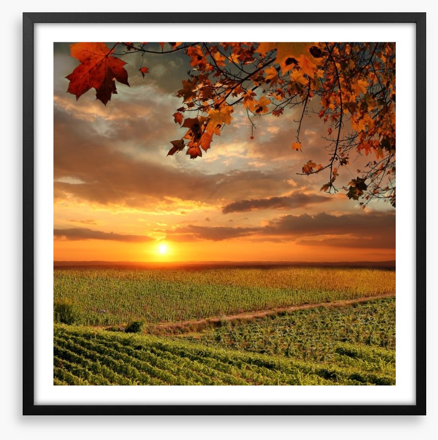 Sunset over the Chianti vines, Italy