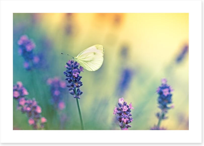Insects