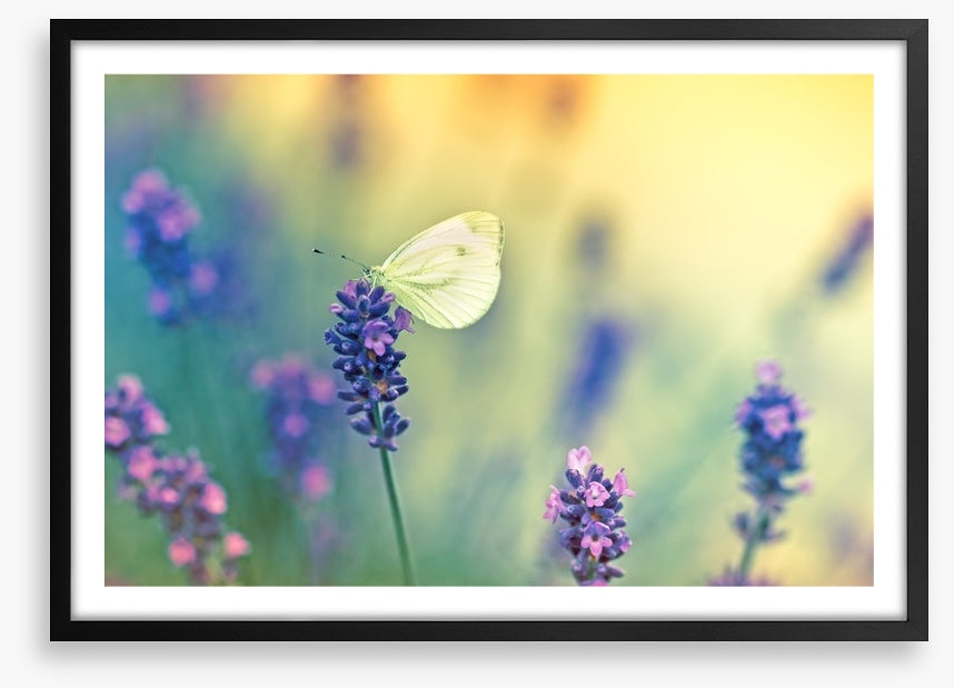 Insects