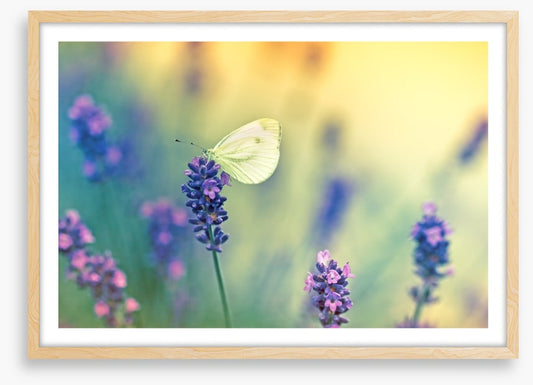 Insects