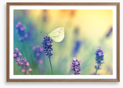 Insects