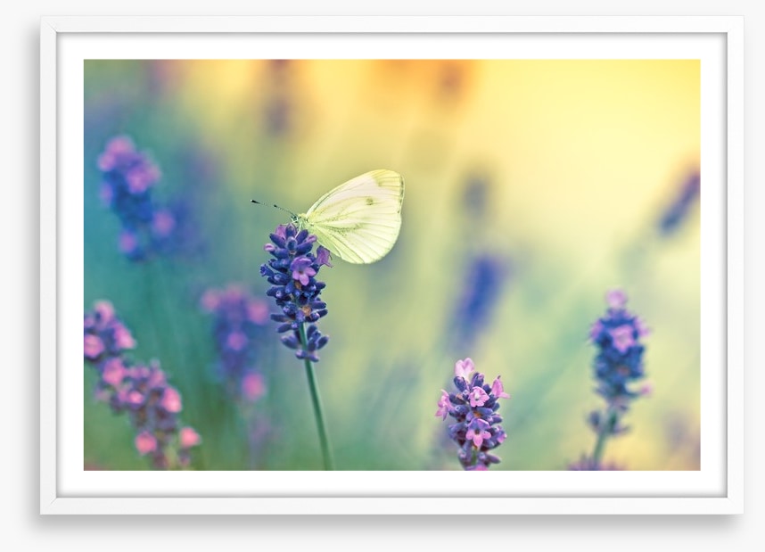 Insects