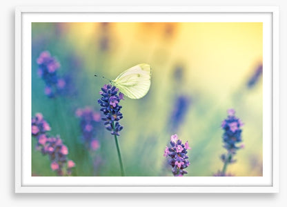 Insects