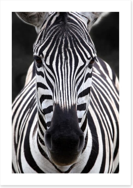 Zebra face