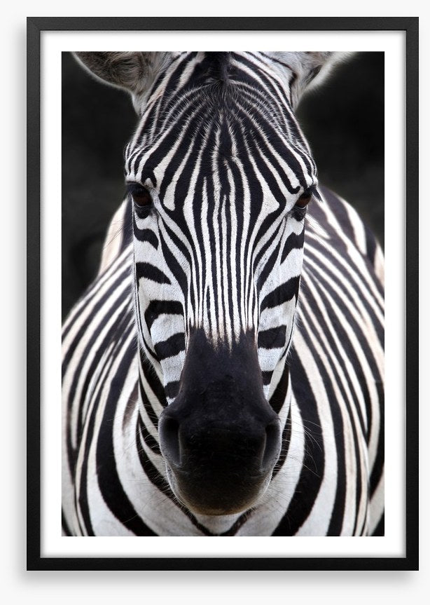 Zebra face