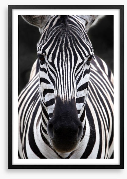 Zebra face