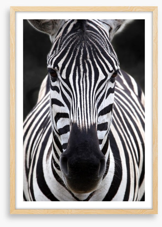 Zebra face