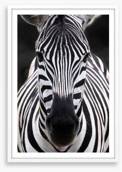 Zebra face
