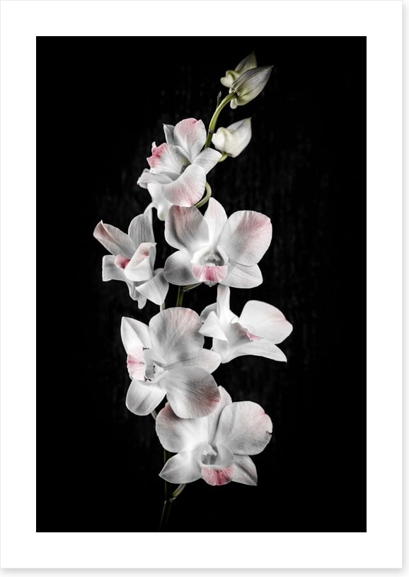 Orchid alone