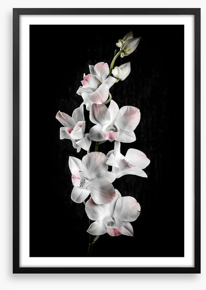 Orchid alone