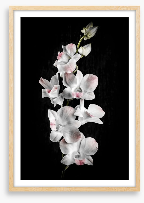 Orchid alone