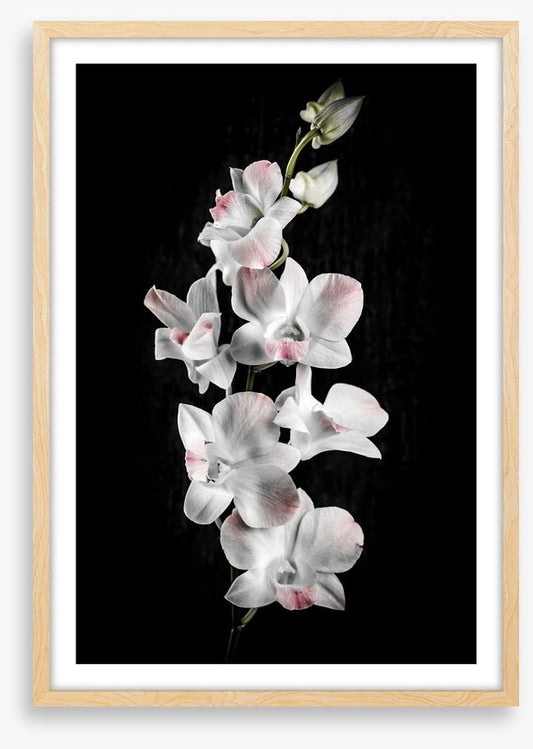 Orchid alone