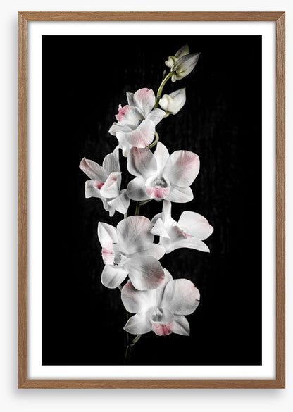 Orchid alone