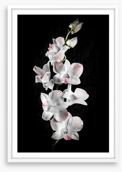 Orchid alone