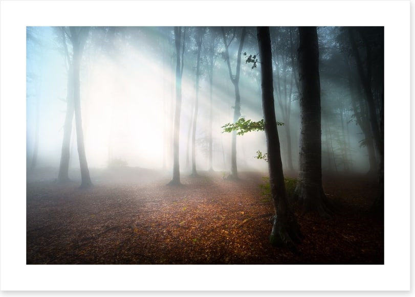 Fog in the forest