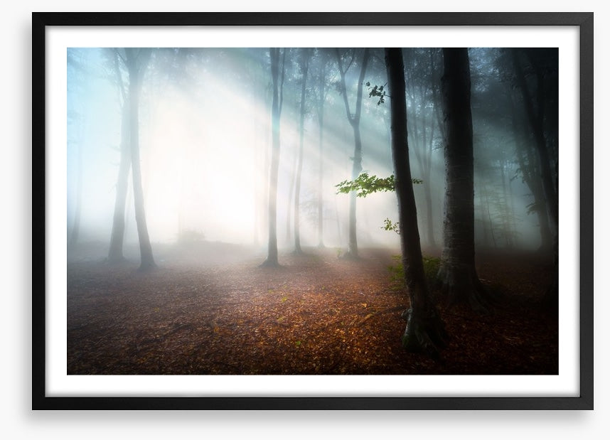 Fog in the forest