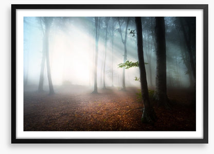 Fog in the forest