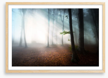 Fog in the forest
