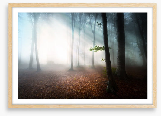 Fog in the forest
