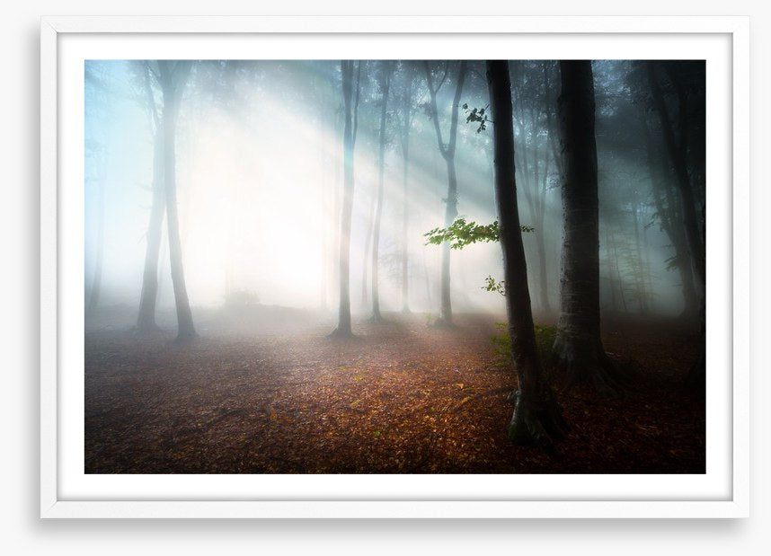Fog in the forest