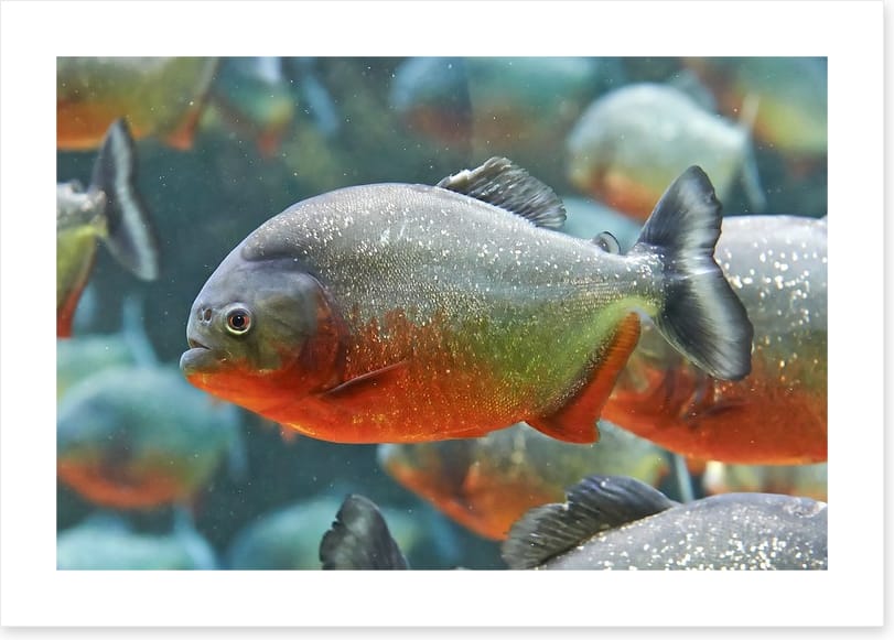 Fish / Aquatic