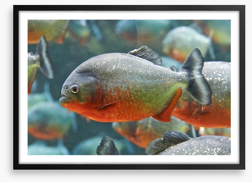 Fish / Aquatic