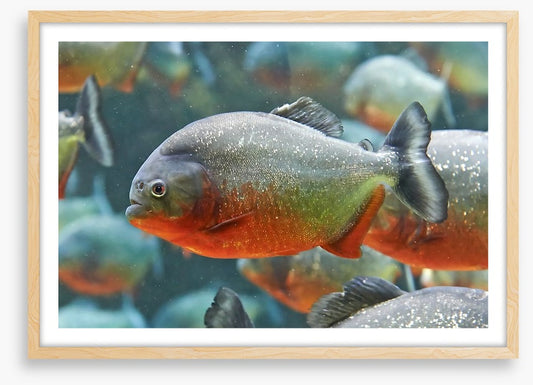 Fish / Aquatic