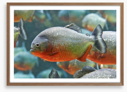 Fish / Aquatic