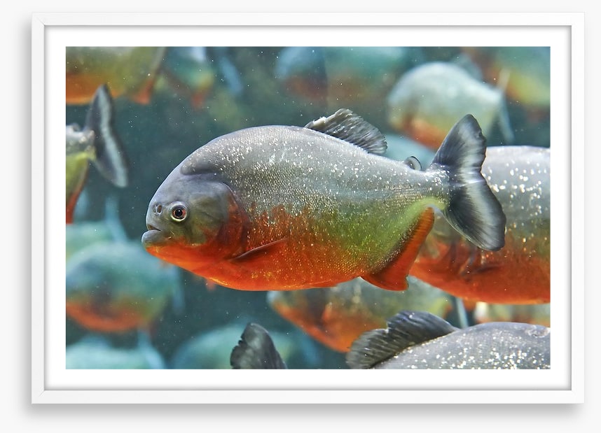 Fish / Aquatic