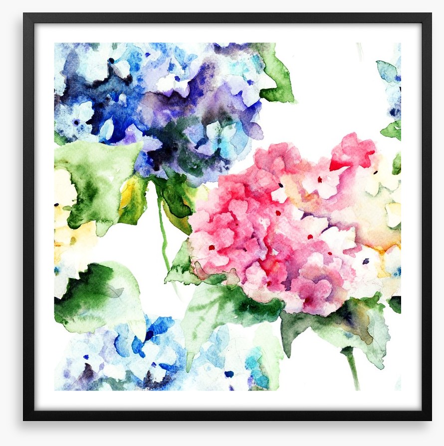 Hydrangea flowers
