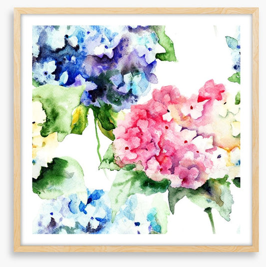 Hydrangea flowers