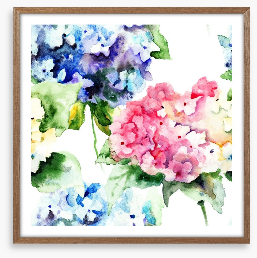 Hydrangea flowers