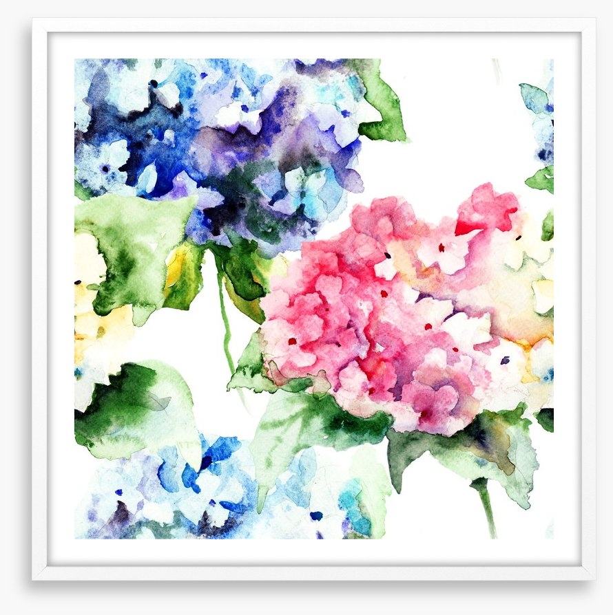 Hydrangea flowers
