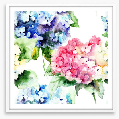 Hydrangea flowers