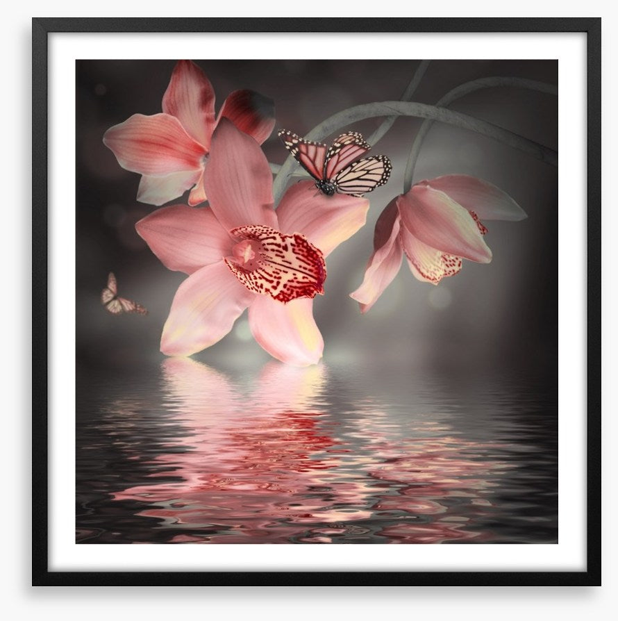 Orchid and butterfly reflections