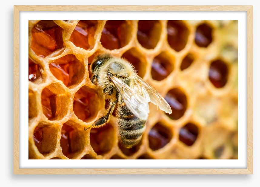 Insects