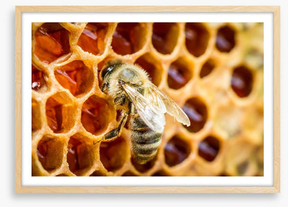 Insects