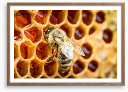 Insects