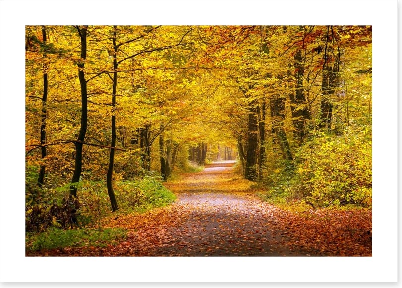 Golden forest