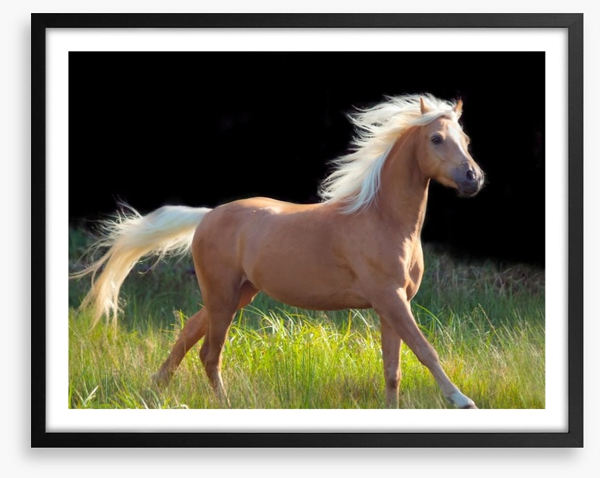 Pretty palomino