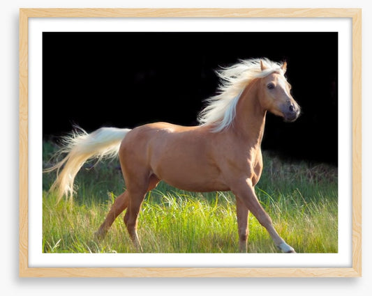 Pretty palomino