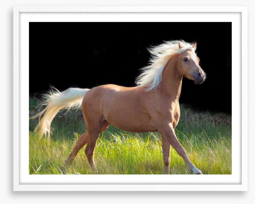 Pretty palomino