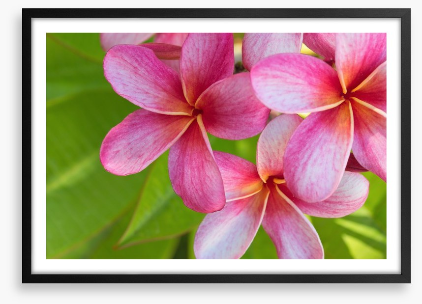 Pink frangipani