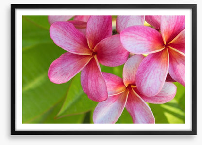Pink frangipani