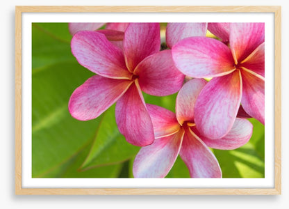 Pink frangipani