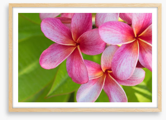 Pink frangipani