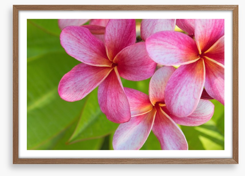 Pink frangipani